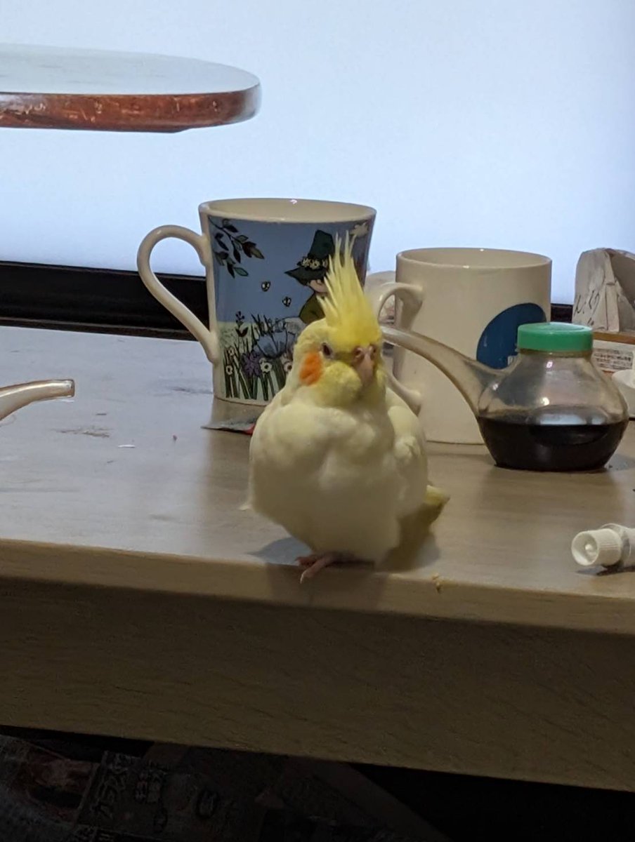 捜しています。インコが本日夕方4時頃に窓から逃げてしまいました。「しょうちゃん」「はい！」だけ話します。
神奈川県座間市付近。で見かけた方が居ましたら、ご連絡下さい！
どうか、宜しくお願い致します！
＃捜してます
＃インコ迷子