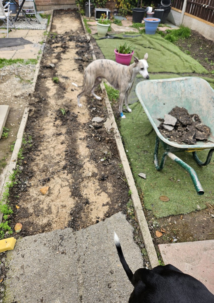 CooperWhippet's tweet image. Oh my dogness 👀😲 what on earth is going on here. Finally getting a nice new path. I peed up the wheelbarrow😂 😊💙🐕🐾