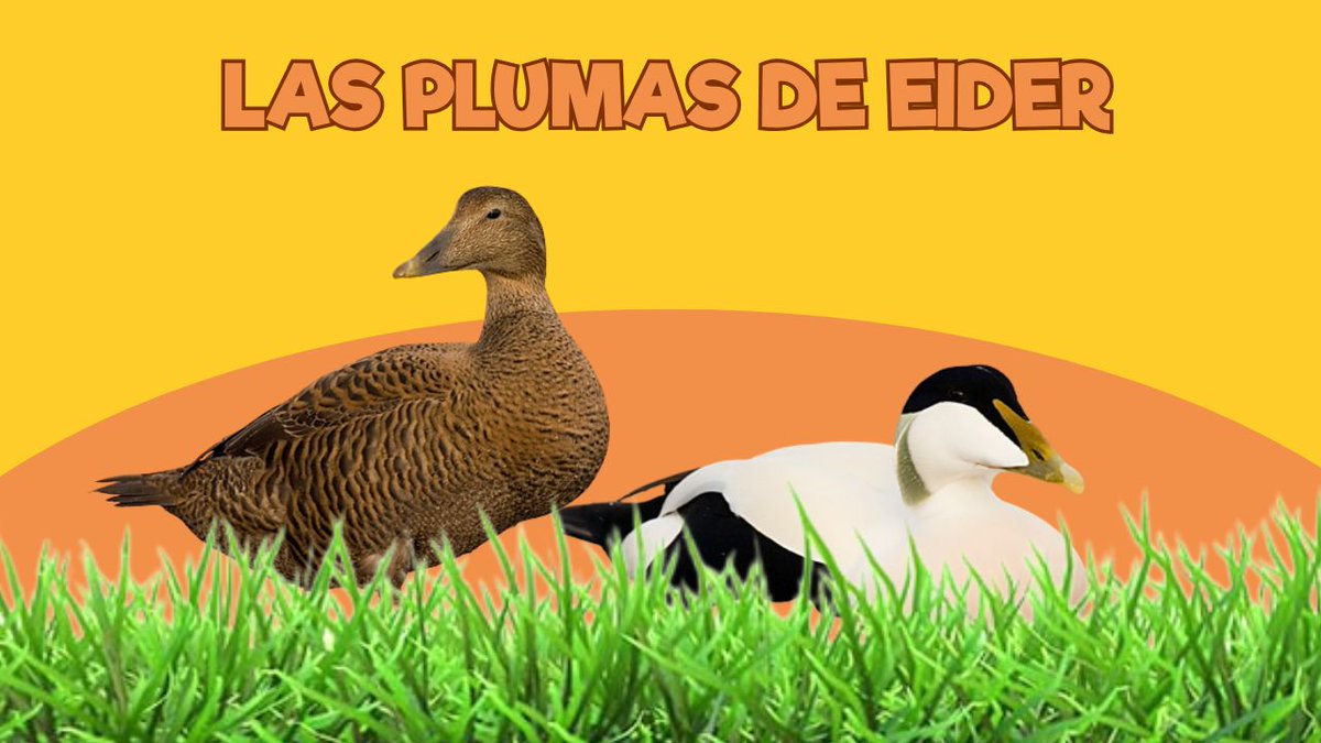 🪶 Las plumas del Eider

🔥 Ya se qué edredón comprarme este inverno

#ZoodeSantillana #SantillanadelMar #Cantabria #Zoo #CuidadorporunDía #Niños #PlanesconNiños  #venalZoodeSantillana #viviendoenunzoo  
#patoeider
youtu.be/be_Sx9rSuJ4