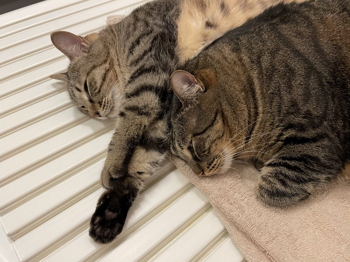 猫だーいすき✨✨ Azuki and Sakura's weight has now matched that of the