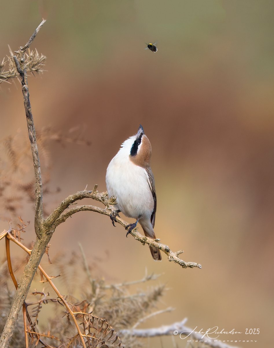 A Turkestan Shrike bumble bee watching
Dunwich Heath
07/10/2025