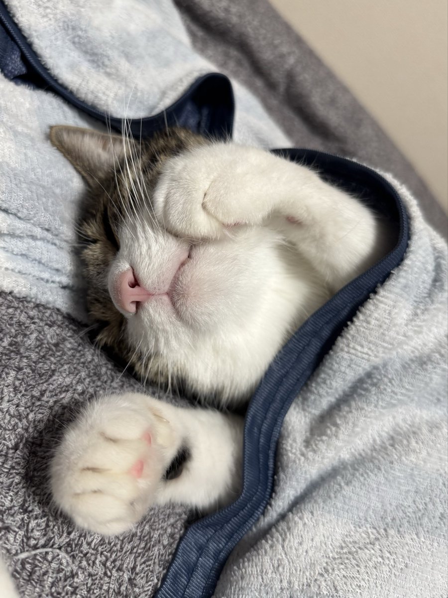 おこんばんにゃ🌛
ねむねむにゃすぅ🐾