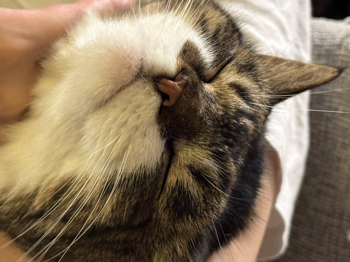 なっちょ⭐︎ なっちゃん (@natchan_or) / X