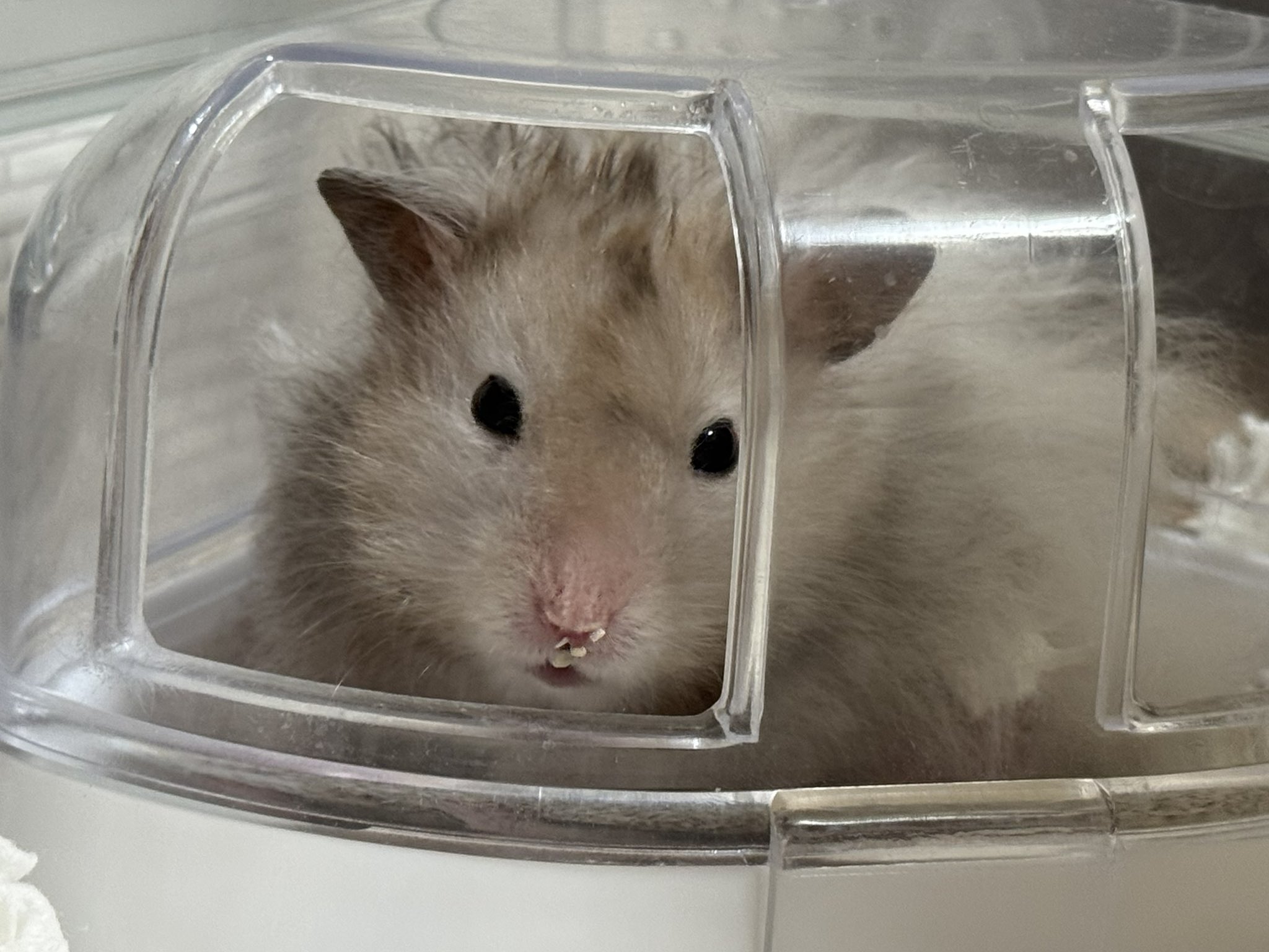 potato🐹 (@oOpote_toOo) / X