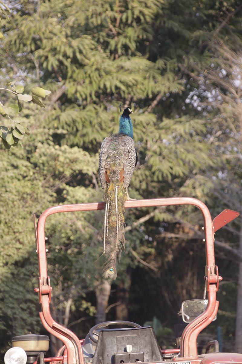 BirdmanKenyan's tweet photo. #BirdsSeenIn2023 in Zambia- Peafowl https://t.co/w6OAgSHf6I