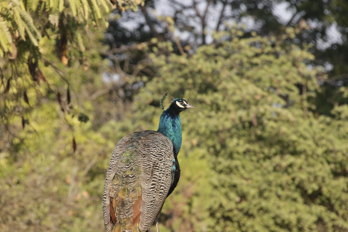 #BirdsSeenIn2023 in Zambia- Peafowl