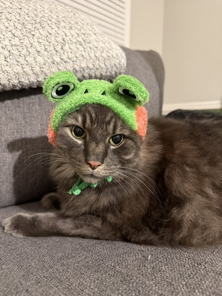 Brutus and I just unlocked the 🐸frog hood IRL!

A huge thank you to <a href="/LittleKittyGame/">Little Kitty, Big City 🐈‍⬛🏙️ OUT NOW!!</a> for sending the cutest Little Kitty, Big City goodies! 🐱I love them! 

#littlekittybigcity #cozygames