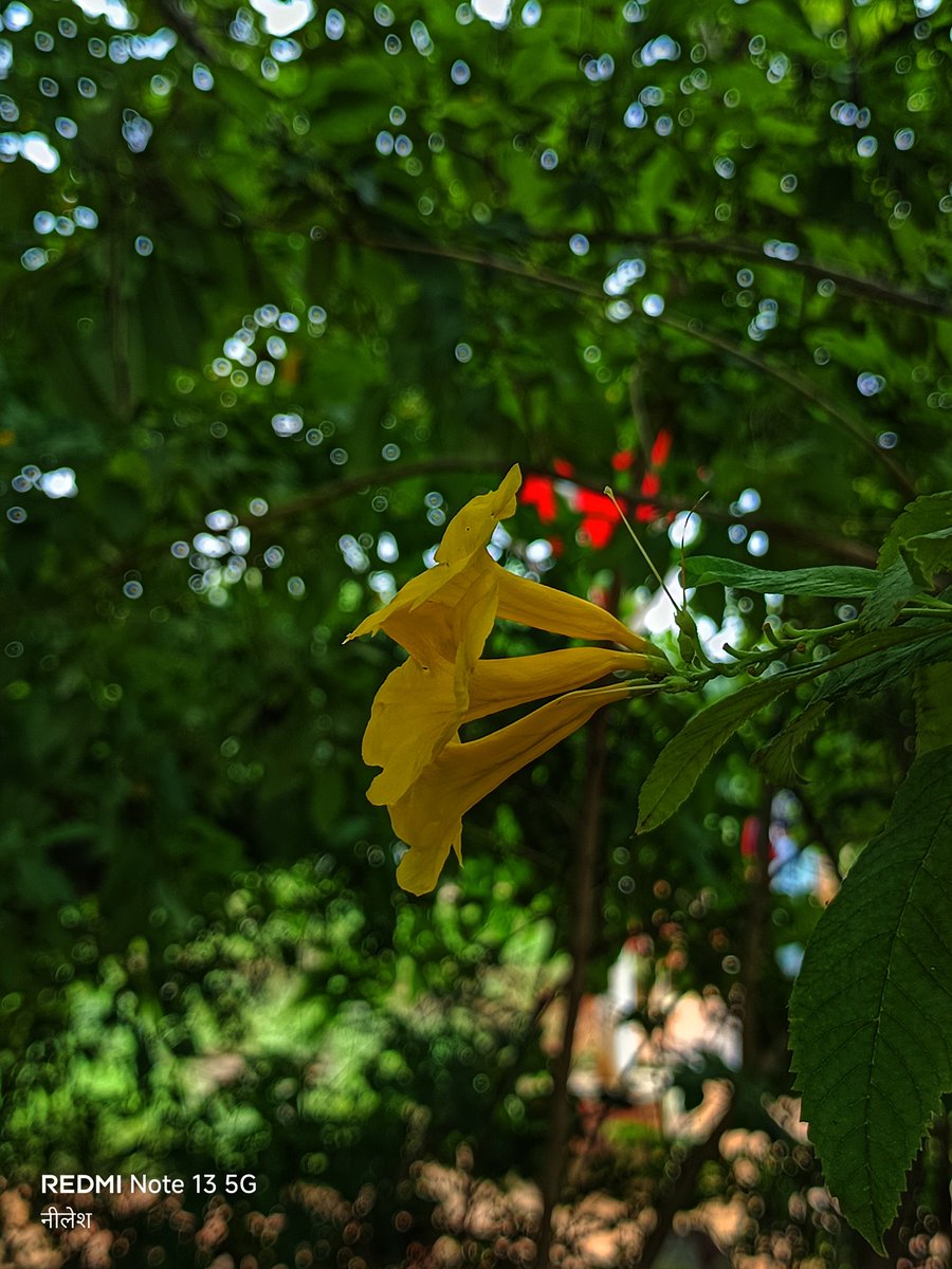 niileshraichura's tweet image. I love to photograph flowers. 
What do you like to photograph?

#bokeh