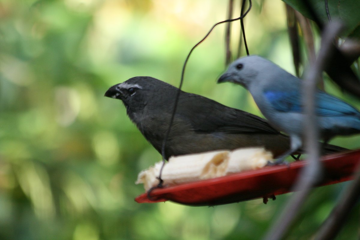 Walks_with_Sam's tweet image. Grayish Saltator with Blue-gray Tanager, B&B CHR, San Jose, Cost Rica, January '10