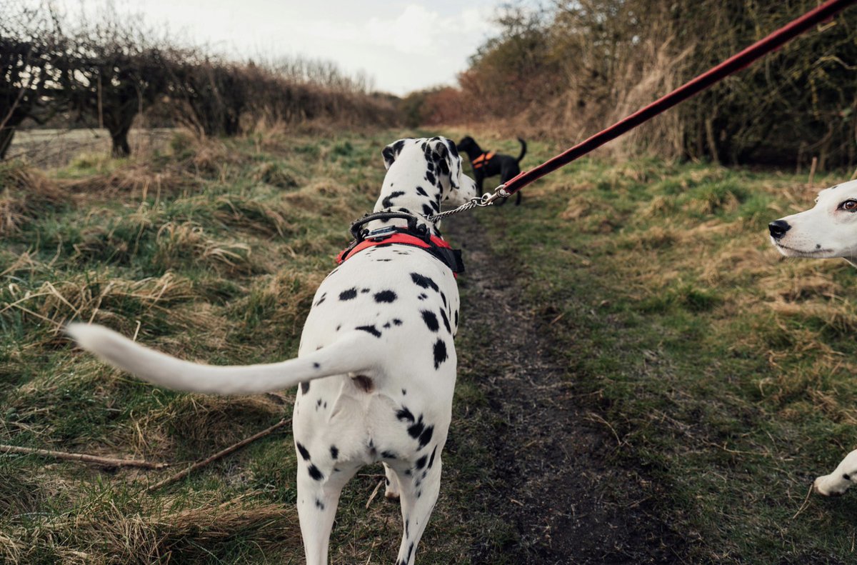 Looking for the perfect dog-friendly day out? 

With beautiful countryside walks, nearby coastlines, and a warm welcome for four-legged friends, Honiton is the ideal spot for a day out with your pup. 🐶💛

👉 Discover dog-friendly Honiton: bit.ly/3VS78Rx