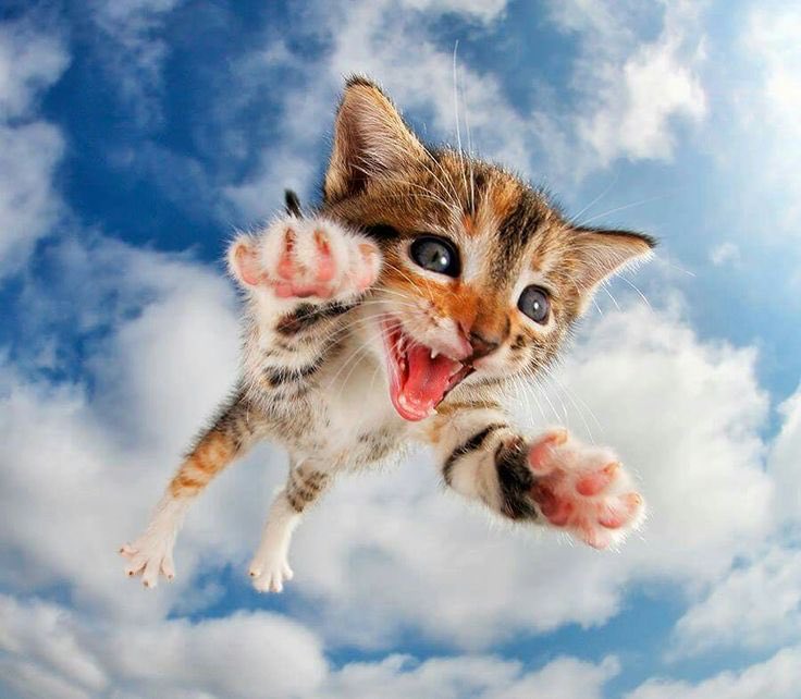 juli32bit's tweet image. rapaziada EU VOU criar um produto mal feito pra ganhar dinheiro COM vibe coding, apenas wait