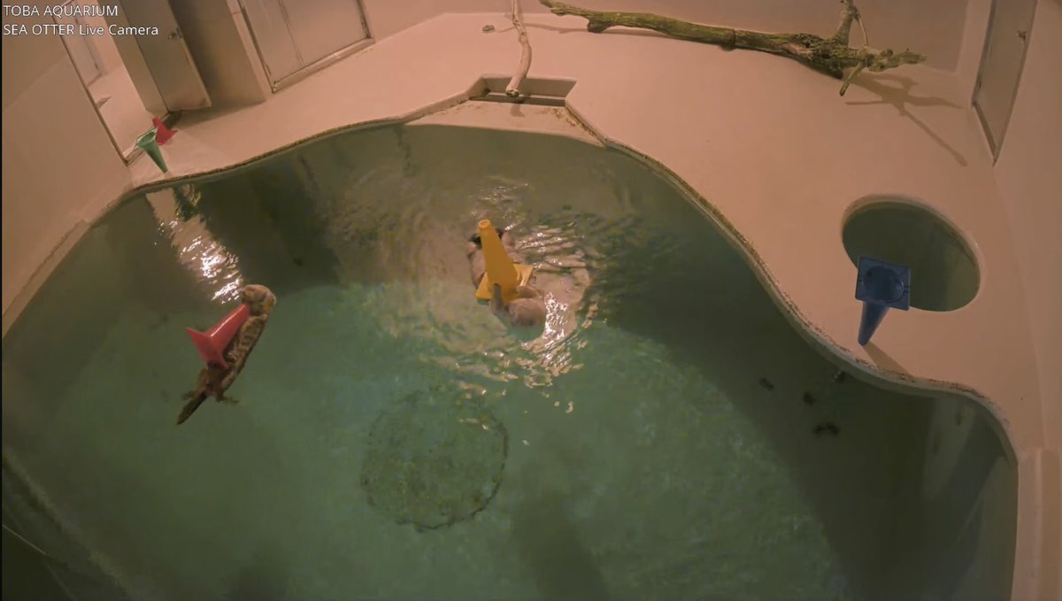 メイキラ両抱えは久しぶりな気がする
鳥羽の日の小さなプレゼントだね🦦- ̗̀🎁 ̖́-🦦

youtube.com/live/X6C2hpunZ…