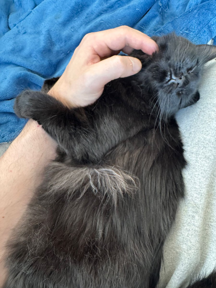 RedGamingTech's tweet image. One of my cats (Luci) makes use of leg wrap.

It&apos;s super effective.