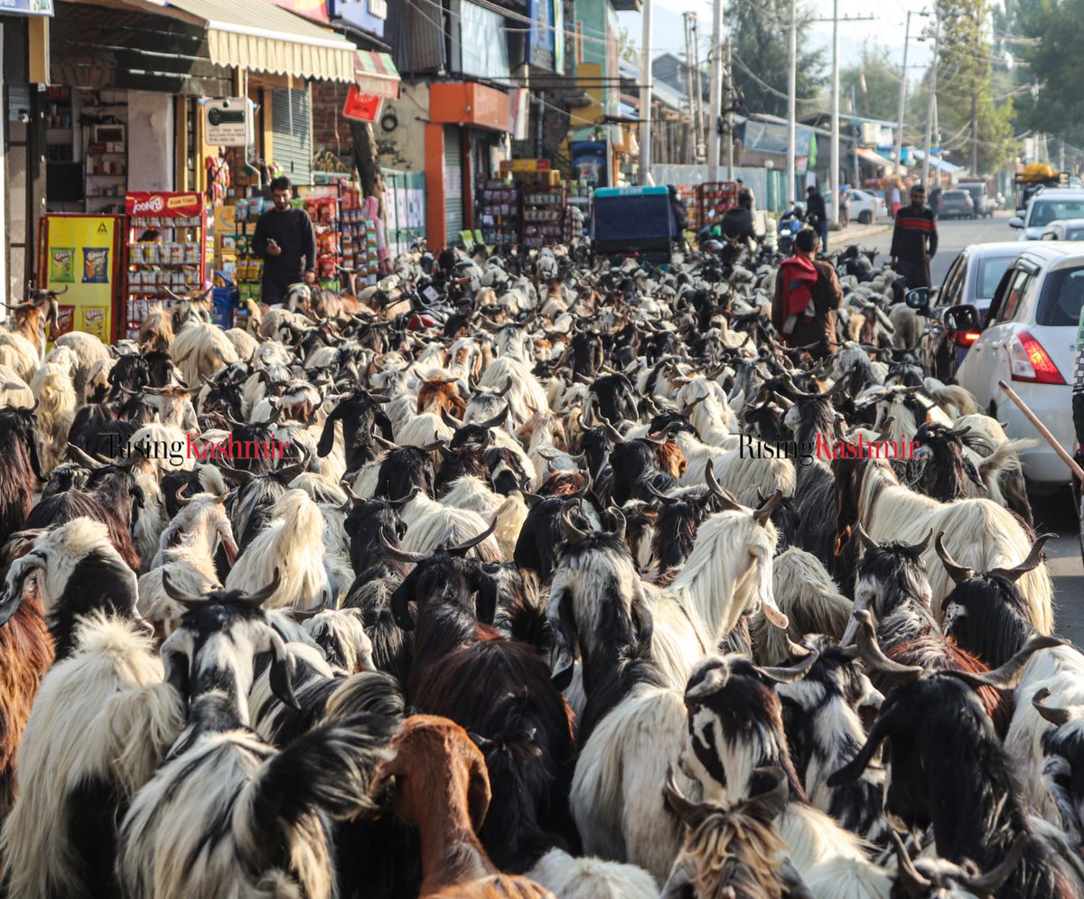 RisingKashmir's tweet photo. Due to the onset of cold weather in the mountains, the nomadic #Bakerwal community has traditionally begun their seasonal migration on foot, moving down from the hills of #Kashmir towards #Jammu along with their livestock.
Photos by: @Arifkhan33_ https://t.co/i9bGtfAZX0