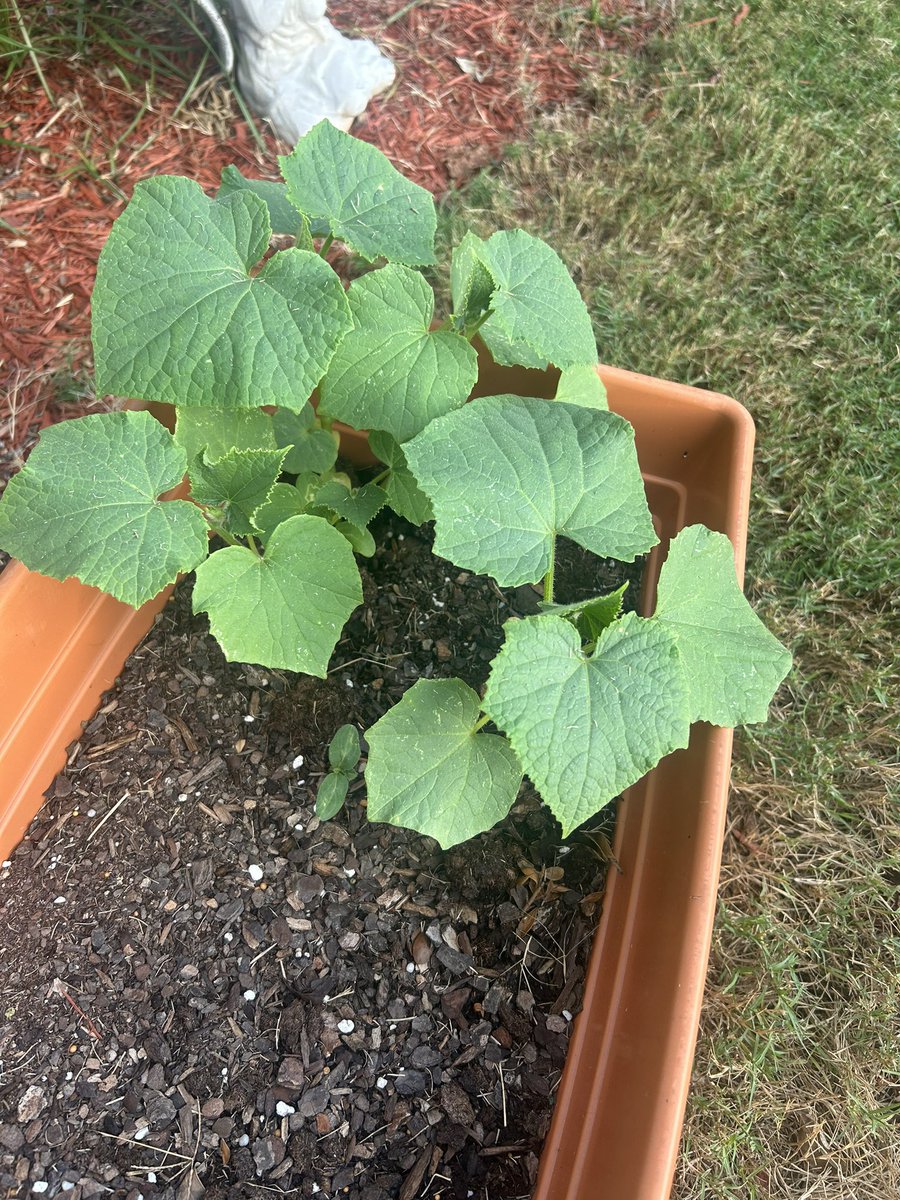 Rasheeda Dye tweet media