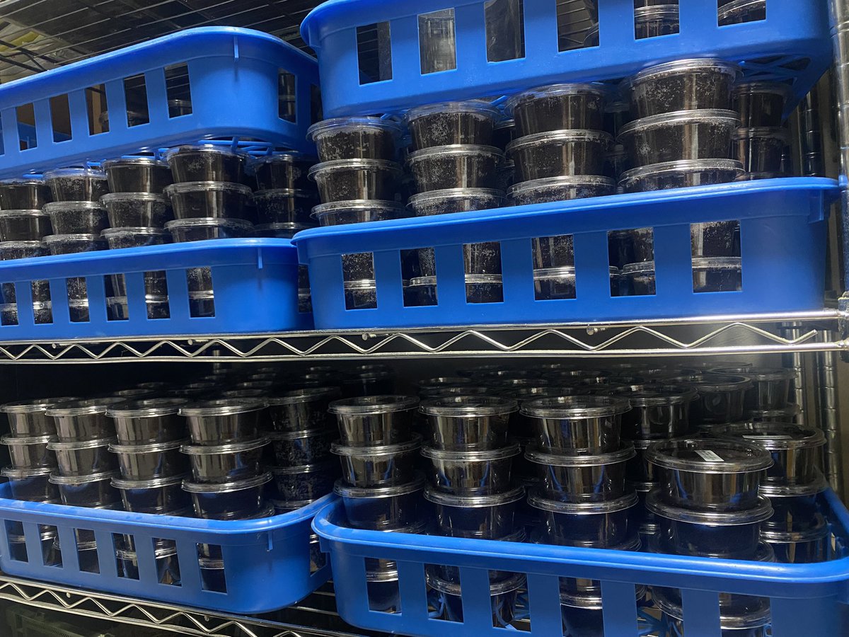 daichi_0816_KB's tweet image. もうちょいで幼虫はなんとか予定数量に💦
　
次は成虫を掘り出していかないと💦