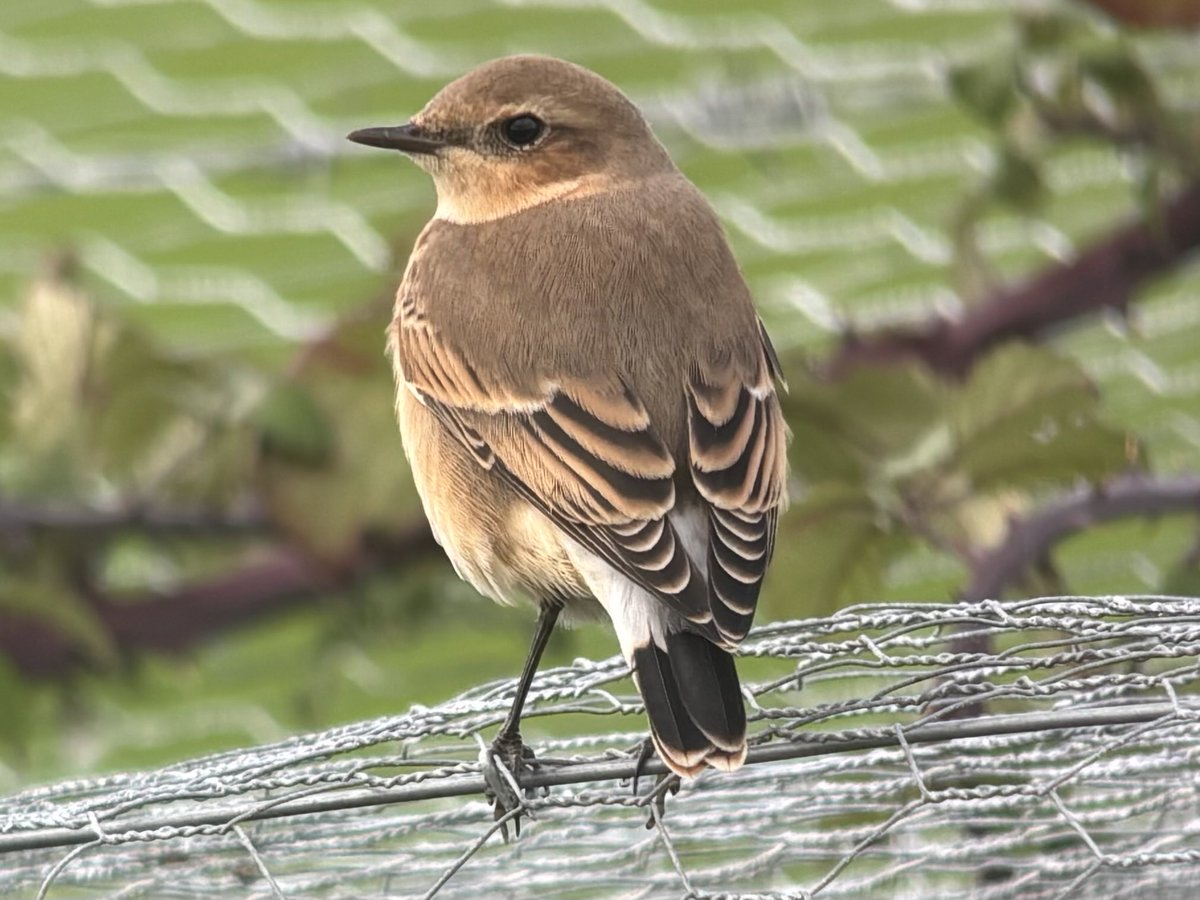 Obliging Wheatear at Clifton Pits this afternoon, also Great Egret, 6 Little Egret and 195 Cormorant.