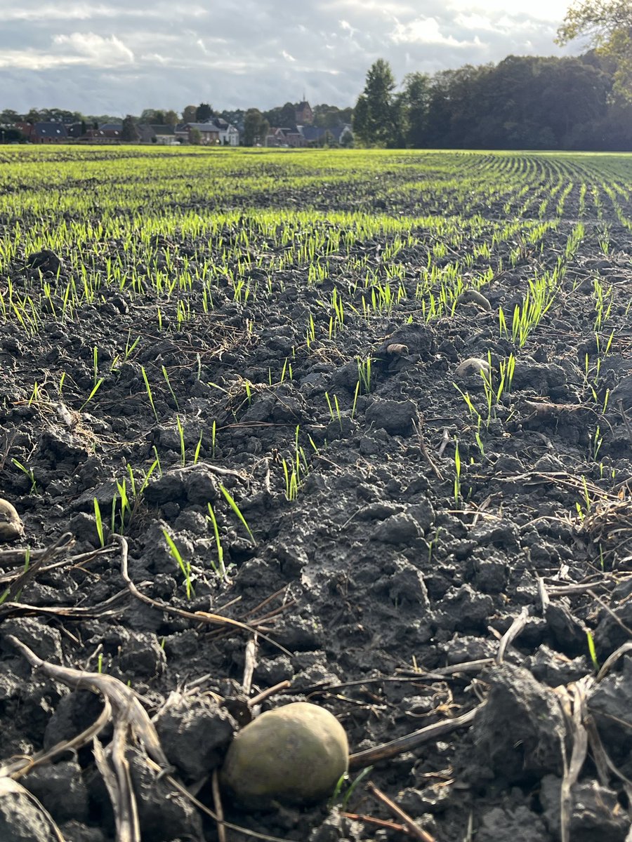 Net niet te veel water. Tarwe komt er mooi door bij #Baflo