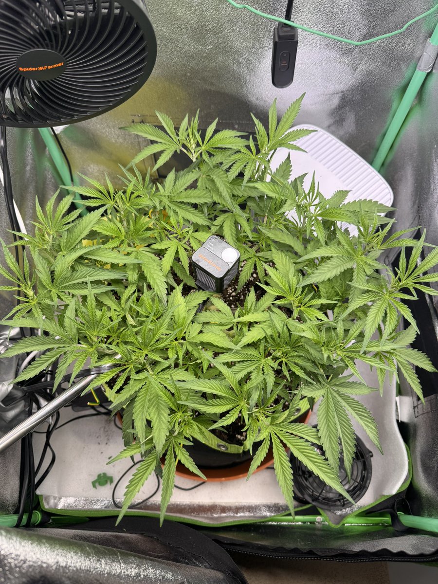 Buterbrot365's tweet photo. Heute nochmal meine OG-Kush defoliert und des Scrog-Netz angebracht ✅

In 3-4 Tagen wird umgestellt auf 12/12 🌸 
..und dann heißt es geduldig sein 🙄

Ich kann’s jetzt schon kaum abwarten 🤤🤤 https://t.co/mRpOdviVKg