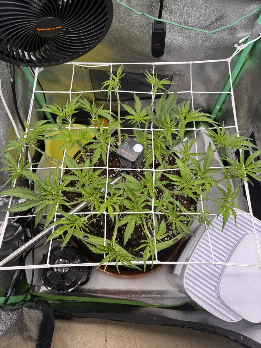 Buterbrot365's tweet photo. Heute nochmal meine OG-Kush defoliert und des Scrog-Netz angebracht ✅

In 3-4 Tagen wird umgestellt auf 12/12 🌸 
..und dann heißt es geduldig sein 🙄

Ich kann’s jetzt schon kaum abwarten 🤤🤤 https://t.co/mRpOdviVKg