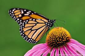sciencerun_'s tweet photo. did you know,  butterflies taste with their feet by using special sensors called chemoreceptors on the bottom of their legs, similar to how humans have taste buds on their tongues. These chemoreceptors allow a butterfly to "taste" the plants https://t.co/mE57Ul9MXz