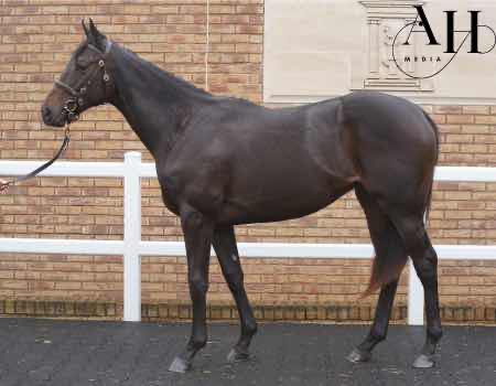 950,000gns NO NAY NEVER filly 🌟

<a href="/MccalmontJamie/">Jamie McCalmont Bloodstock</a> is the purchaser of this racy sister to Gr.2 winner Maljoom. Consigned by Glenvale Stud.

#CoolmoreSires #HomeOfChampions #SuccessAtTheSales