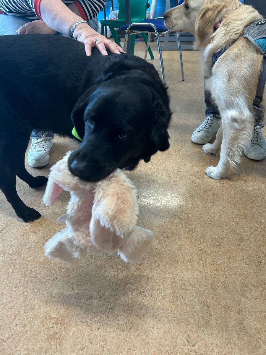 jtbcstweets's tweet photo. When our community dog Piper met Peaches the guide dog 😂
#inclusion #specialclasses #irishguidedogs https://t.co/RKZ7zaXya4