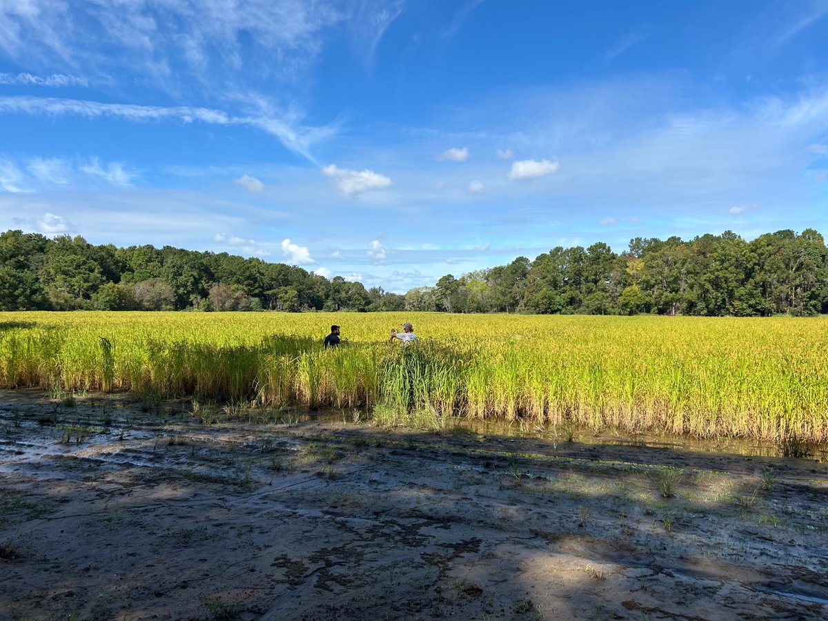 Clemson Vegetable Weed Science tweet media