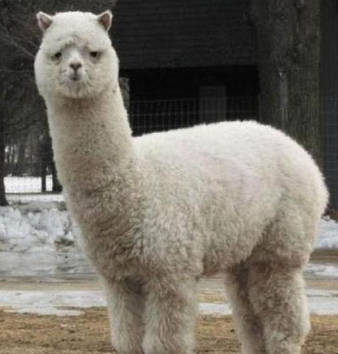 WULV 狼 tweet media