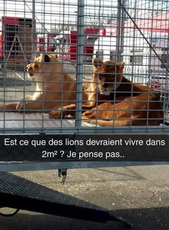 BOYCOTTER les cirques avec animaux...