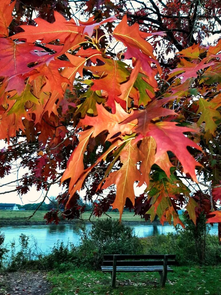 palblog's tweet photo. Nederland: De volle kracht van de herfst, Veluwezoom, Gelderland https://t.co/DJT6tBFK18 #autumncolours #autumnday #beautifulphoto #gelderland #gelderlandinbeeld #gelderschlandschap https://t.co/AzhSwpMRhi