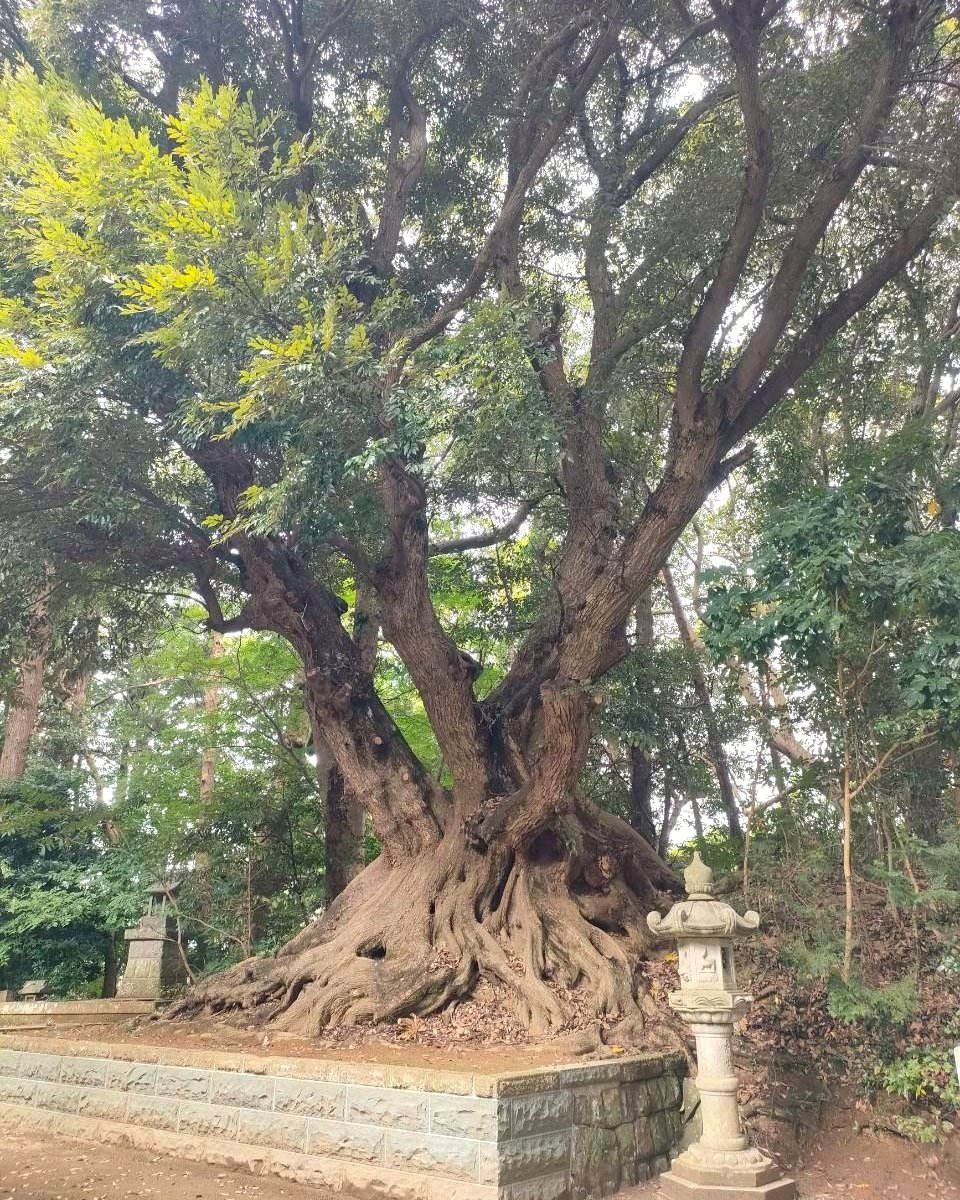 Чудо-дерево(不思議な木)

幼児用絵本　洋書 Kawanabe Kyōsai 河鍋暁斎 - Never Seen Before: True Picture