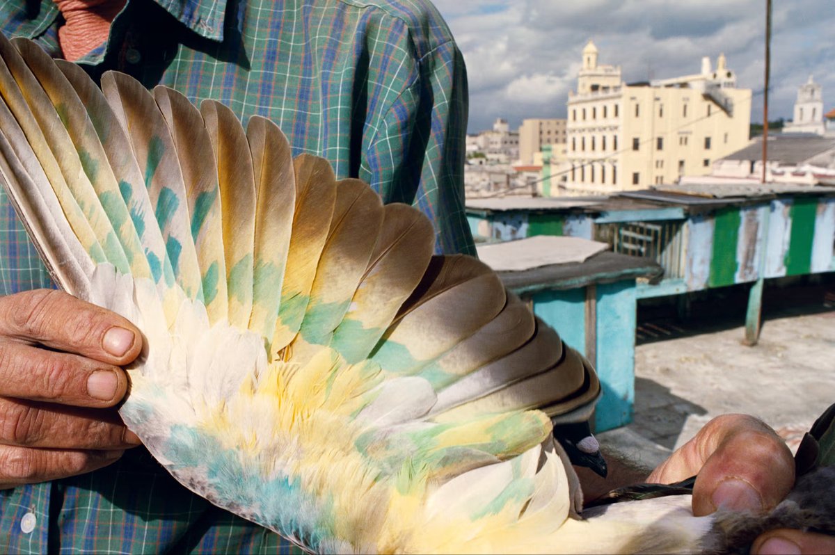 Composition (@compositioning) on Twitter photo Violet Isle by Alex Webb and Rebecca Norris Webb (1993-2008)
This series is a collaborative series by Alex Webb and Rebecca Norris Webb, documenting life in Cuba. The project combines Alex Webb’s complex color street photography with Rebecca Norris Webb’s more introspective Violet Isle by Alex Webb and Rebecca Norris Webb (1993-2008)
This series is a collaborative series by Alex Webb and Rebecca Norris Webb, documenting life in Cuba. The project combines Alex Webb’s complex color street photography with Rebecca Norris Webb’s more introspective