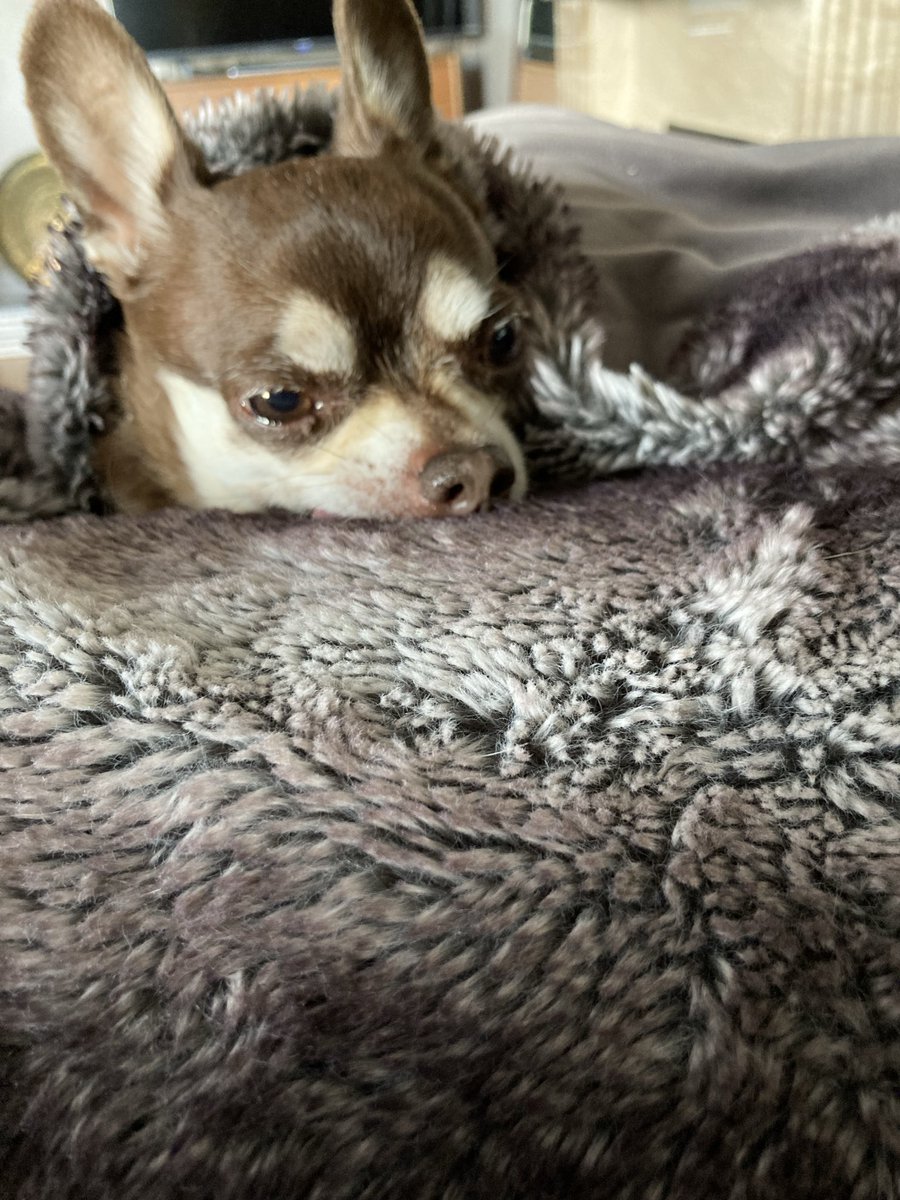 Billy Bear and Chums tweet media