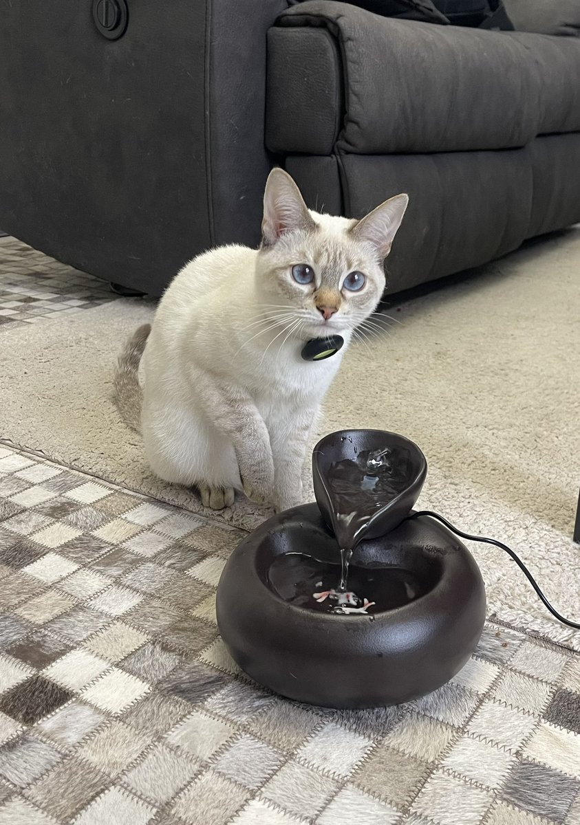 RimmaArt_NFT🐦‍🔥🦍 tweet media