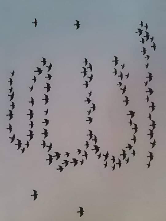 بِسْـــــــــــــــــمِ اللهِ الرَّحْمٰنِ الرَّحِيم 

Kim Allah’la karşılaşmayı (ve O’ndan mükâfat almayı) umuyorsa, hiç şüphesiz Allah’ın belirlediği süre gelmektedir. 

Ankebût sûresi/5.ayet 
#GeceyeBirAyetBırak