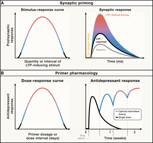 NeuroCellPress's tweet image. Online now:  Synaptic priming: A framework for pharmacotherapy in depression dlvr.it/TNYR1R