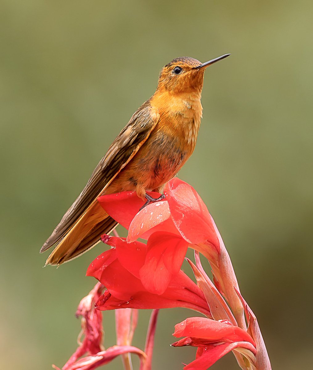 davidtbryon's tweet photo. Un colibrí paramuno (Aglaeactis cupripennis) descansa sobre una flor de Achira (Canna indica). 

#miercolesdeemplumados 
#BirdsSeenIn2025
#BirdsPhotography 
#AvesdeColombia https://t.co/X932wTK2bT