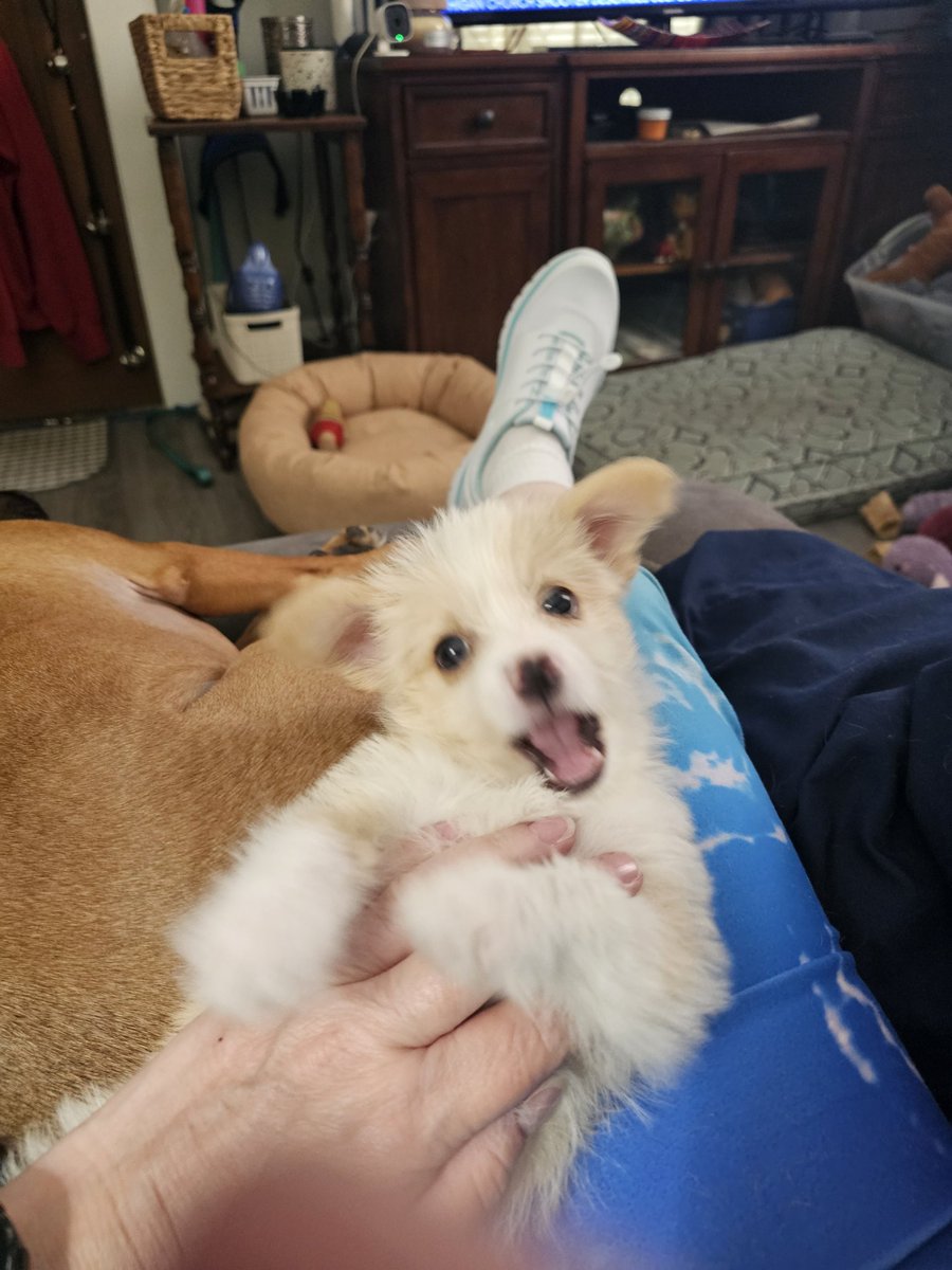 JenLovestheHogs's tweet image. Meet the newest addition to my family, #BruiserPup. Cuteness overload! Got him from a friend of a friend. Half Shih tzu and half chihuahua, full demon puppy! Brothers get along great! #Rascal