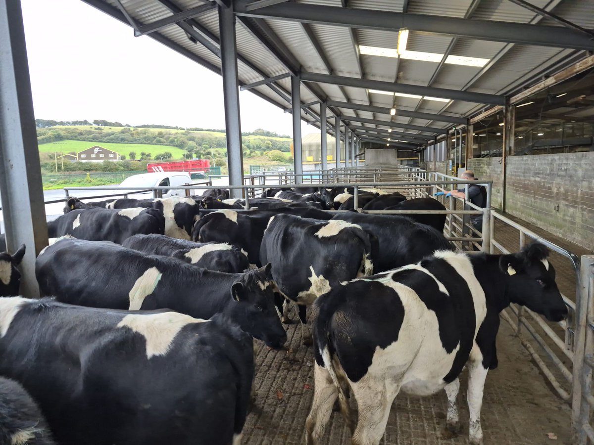 Bóthar Charity Ireland tweet media