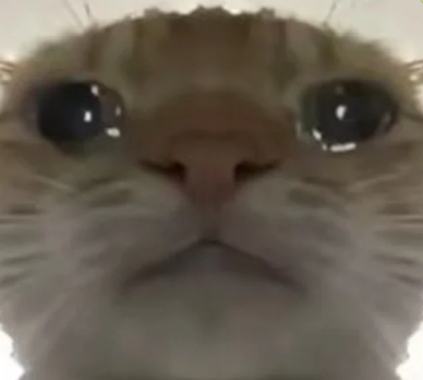 Aping 哈基米, it's Chinese ticker szn fr
The most cursed cat on Douyin(Chinese Tiktok) with 24.2 billion views

The only bsc meme that has nothing to do with CZ
Let's make the community great again

If you're still not bridged to bsc, maybe you just don't wanna make it #哈基米