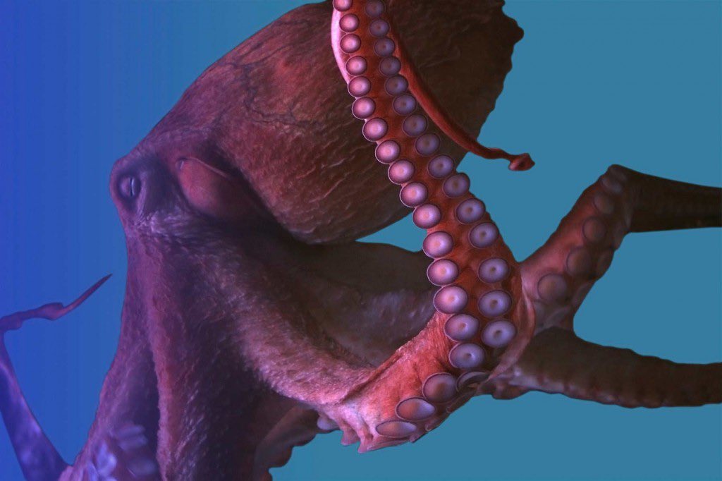 Happy World Octopus Day! With eight arms, octopuses have been swimming in our oceans for millions of years. The oldest known octopus fossil belongs to an animal that lived between 358 and 298 million years ago!