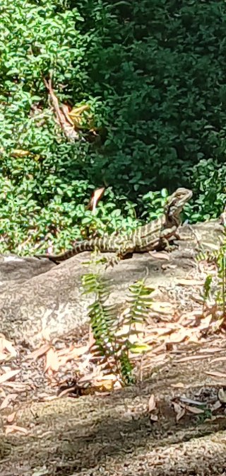 grumpy_craige's tweet photo. Water Dragon 😃 https://t.co/GpeWNb82Hz