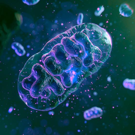 MitoPsychoBio's tweet image. More and more, we hear about mitochondria in different contexts in relation to health and disease. There are many reasons why that is.
I particularly enjoyed this conversation on mitochondria with Big Picture Science. Thank you for examining the facts!
bigpicturescience.org/episodes/skept…