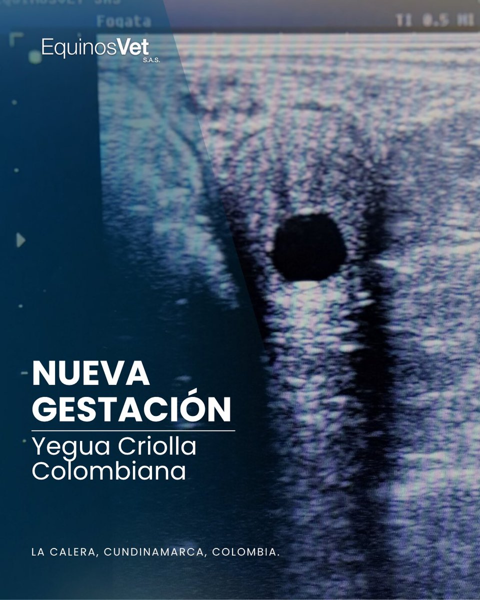🙌🏻 Hoy celebramos dos nuevas gestaciones, fruto de la dedicación, el esfuerzo y la pasión que nos impulsa cada día.

🐎 Reproductor Cuarto de Milla: El Coronel
🐎 Reproductor Criollo Colombiano: Aaron del Jazmín