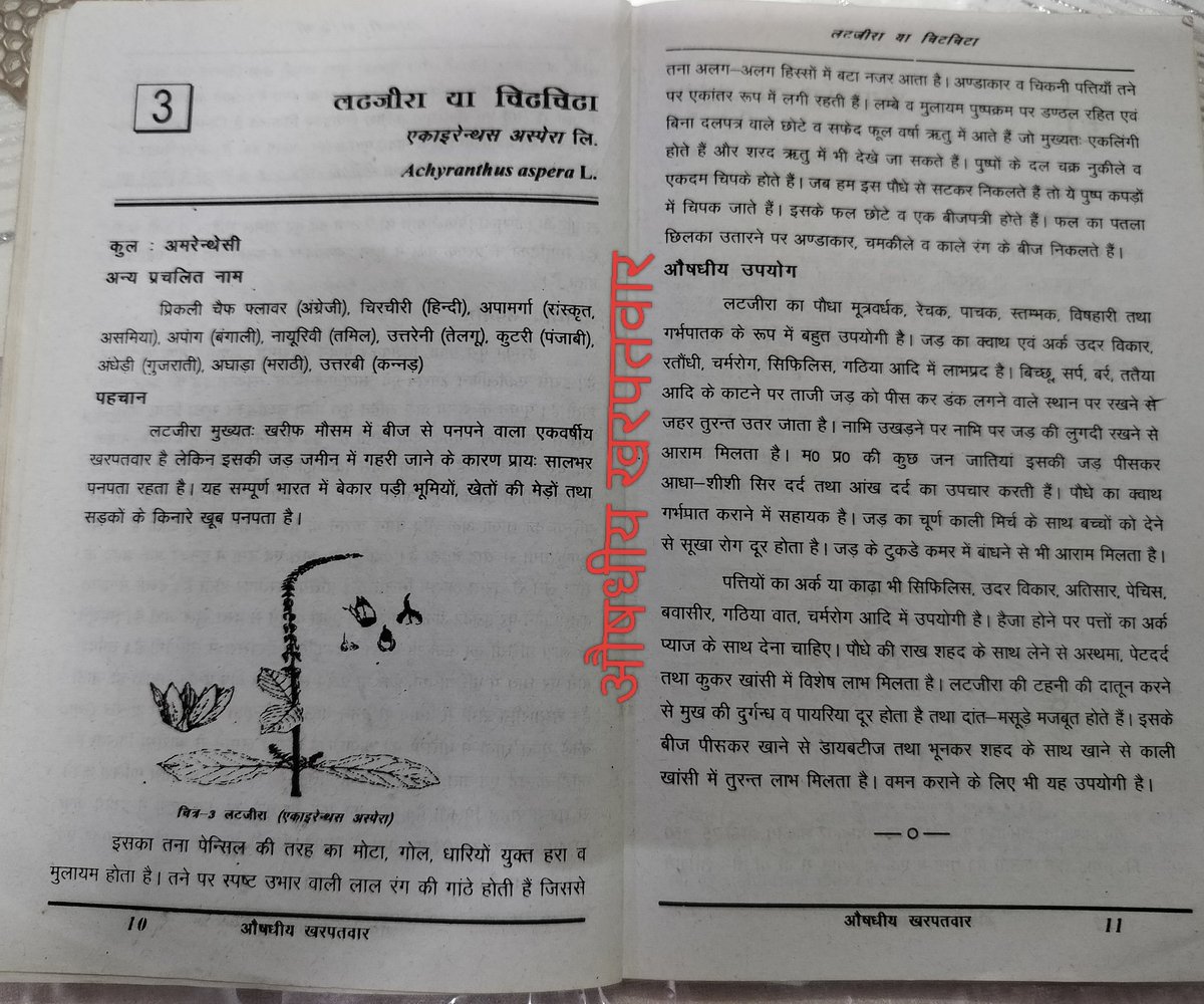 bagwaani's tweet photo. औषधीय खरपतवार:
लटजीरा/चिपचिपा
Achyranthus aspera https://t.co/nx4zdpTQb0