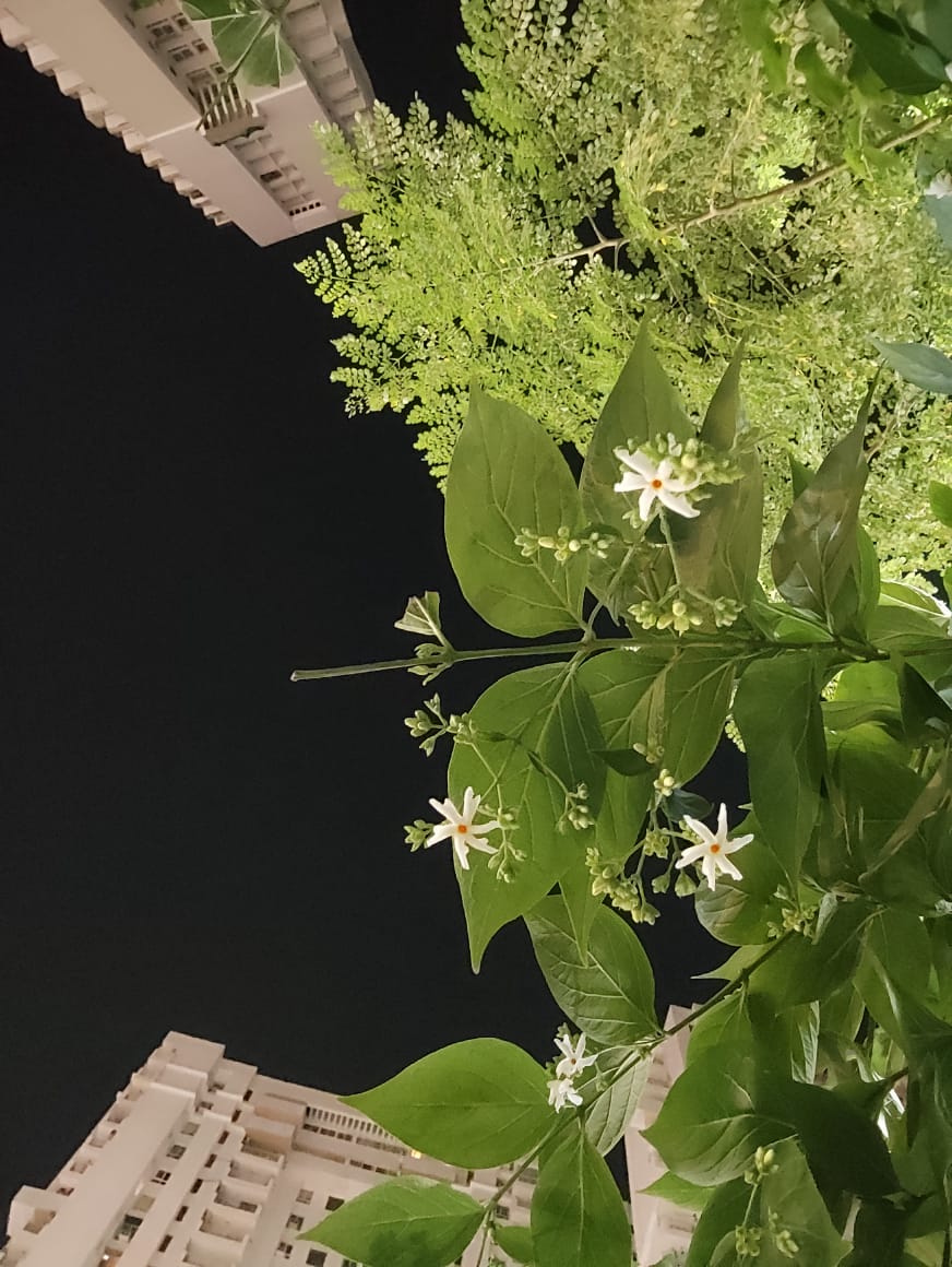 filmashish's tweet image. रात #पारिजात

#octobervibes #October #Harsingar #Parijat