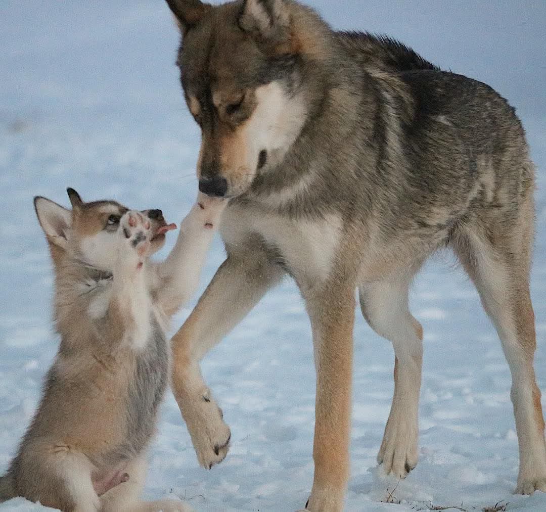 wolfempiree's tweet image. Best caption💯🎯🐺🔥
.
.
.
.
#wolf #wolves #wolfpack #wolfhowl #wolveshowling #wolfgirl #annekasvenska #wolfdog #wolfdogs #wolfpack #wildlife #wildlifephotography #naturelovers #wolfcut #wolfgang #wolfheart #Netflix #lonewolfmotivation #motivationalquotesdaily
#lifequotes
