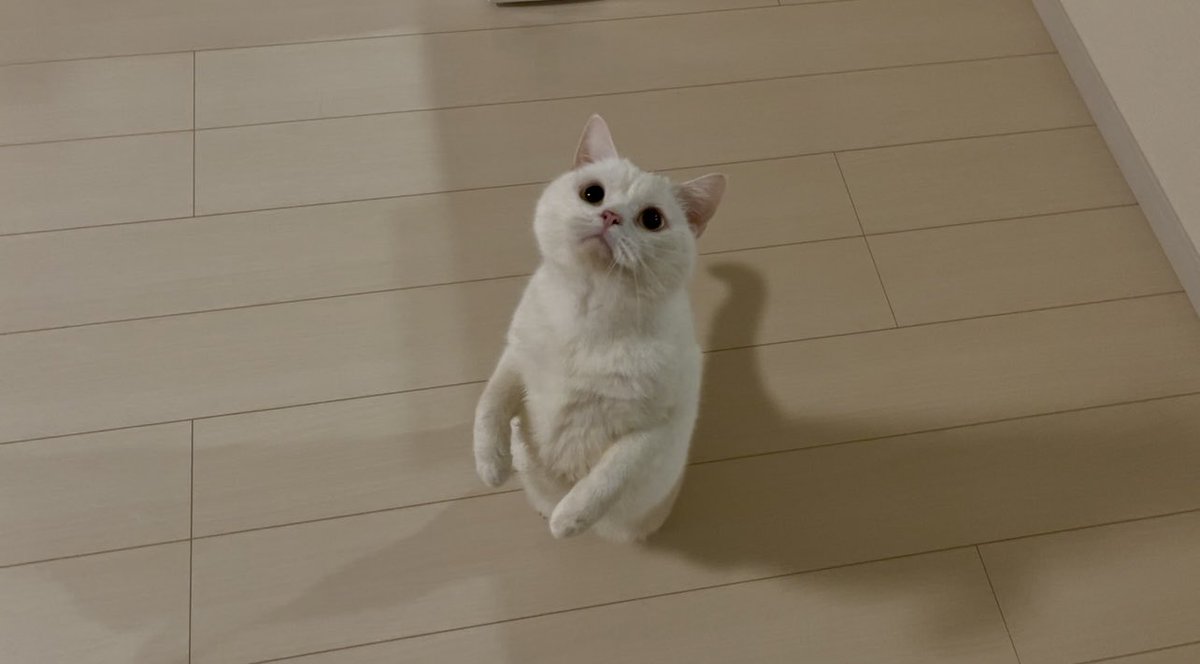 月としらたま (@wataneko_tsuki) / Posts / X