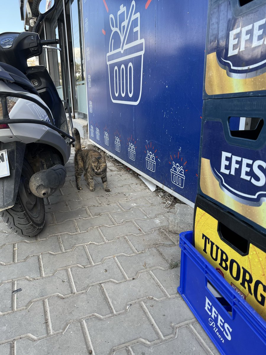 Bu da bizim dükkanın kedisi, ismi gariban (sınıfsal)